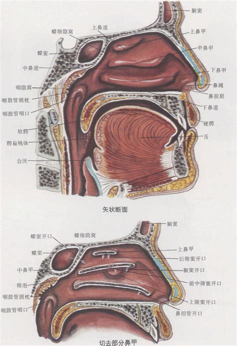 鼻子跟嘴巴中間